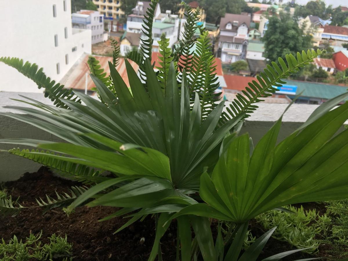 Ivy Hotel Dalat מראה חיצוני תמונה
